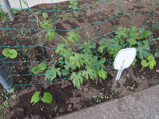 花壇に植えました。