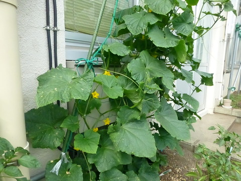 2年生の花壇、キュウリです。