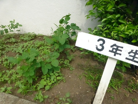 3年生の花壇、ダイズが植えられています。