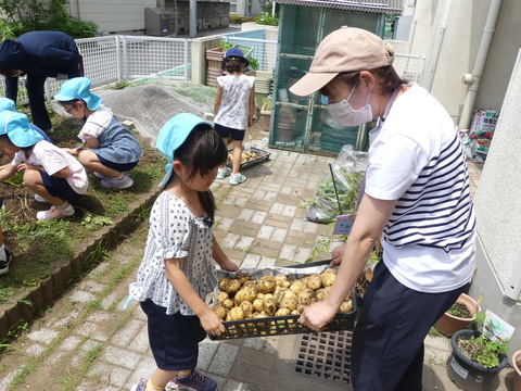 じゃがいもを運ぶ