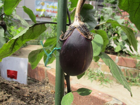 eggplant1