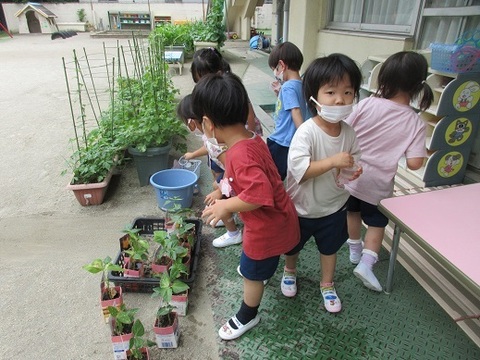 食べ物の種、大きくなってきました。