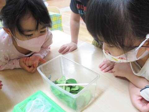 虫を見ている子どもたち