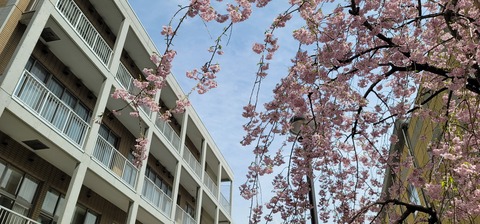 校門前のしだれ桜