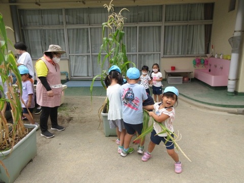 トウモロコシの収穫