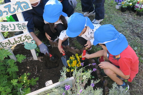 花壇に花の苗を植えているところ