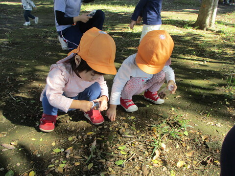 友達のそばでどんぐりを拾っている子どもたち