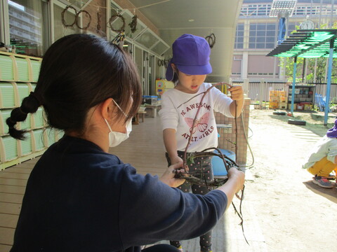 5歳児　芋づるリース作り