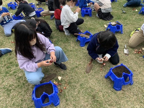 球根を植えている様子