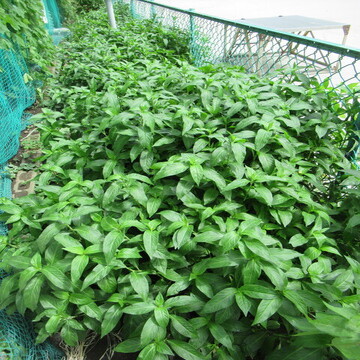 大きく育った藍の草