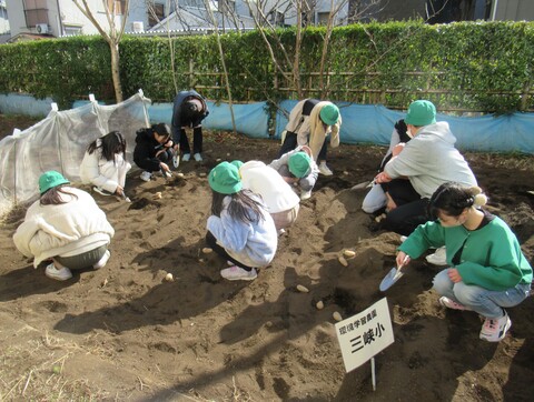 じゃがいもを植える5年生