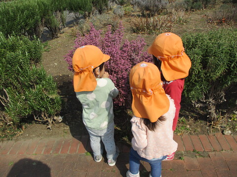 ピンク色のお花を触っている子ども