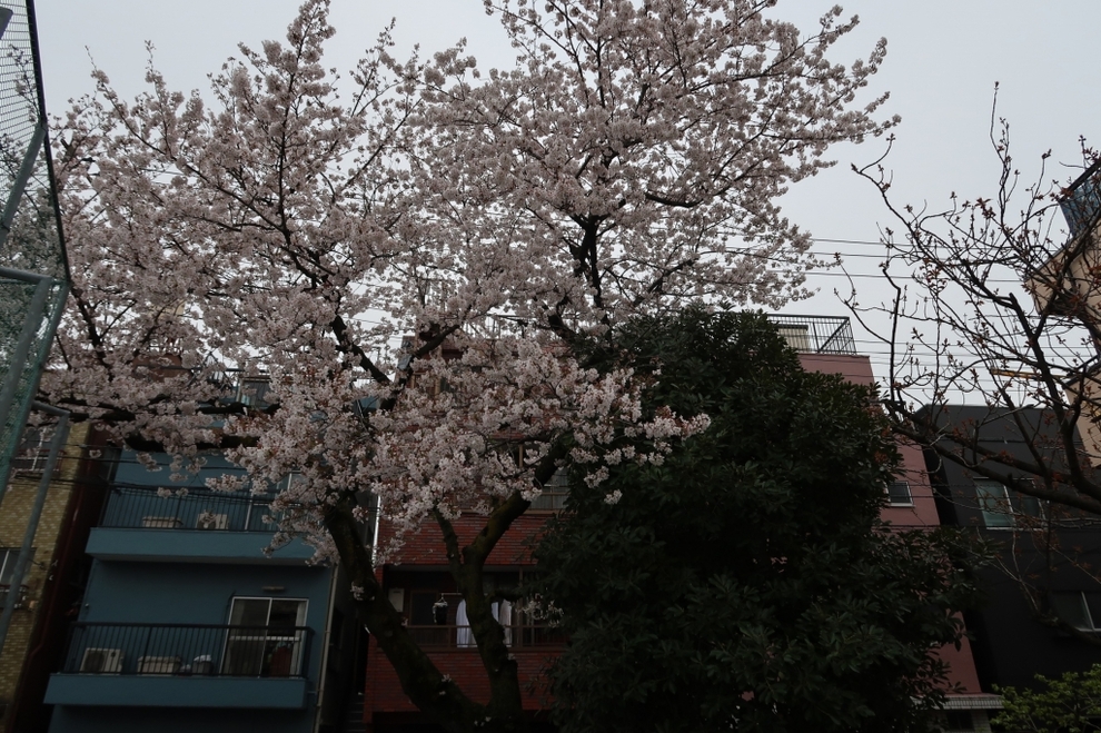写真:満開の校庭の桜