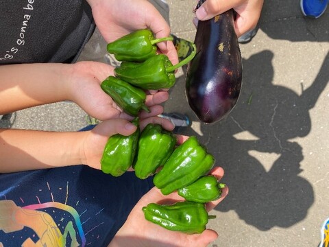 野菜の収穫1