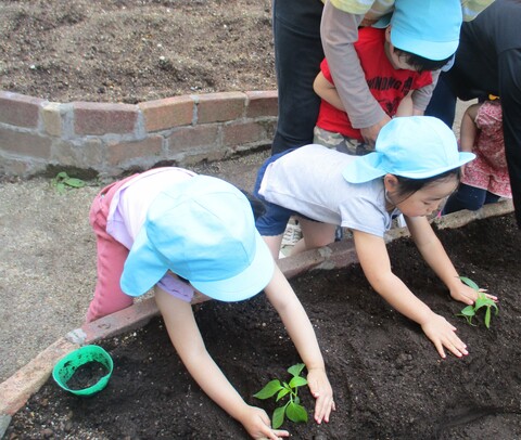 子どもがピーマンの苗を畑に植えている様子