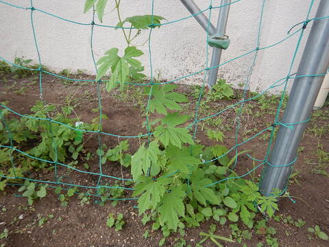 野菜の写真