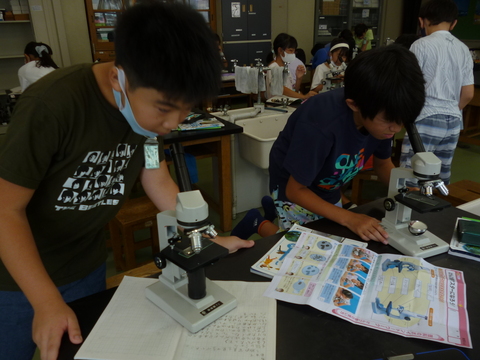 理科の学習で、顕微鏡を使ってアサガオの花粉を観察しました。