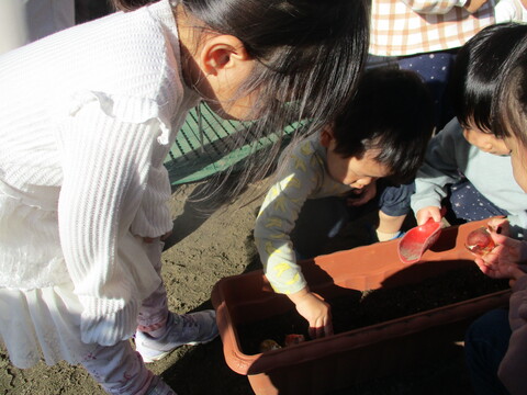 3歳児と植えているところ