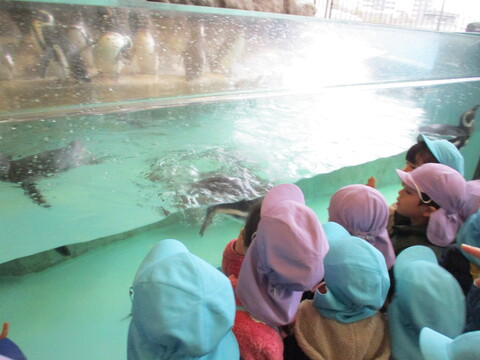 品川水族館見学