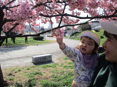桜を触っている女の子