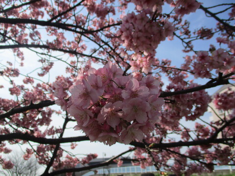 河津桜の写真