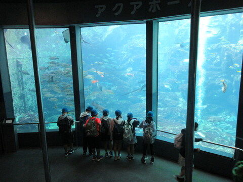 下田水中水族館