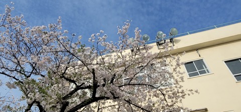 始業式・入学式の日の桜