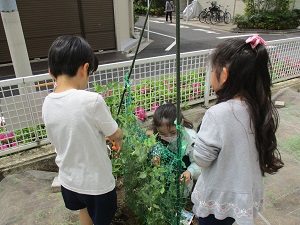 収穫しているところ