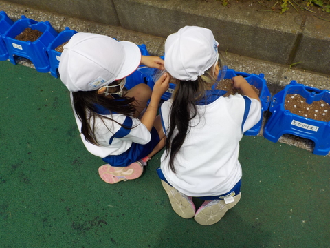 朝顔の種まきをしました4