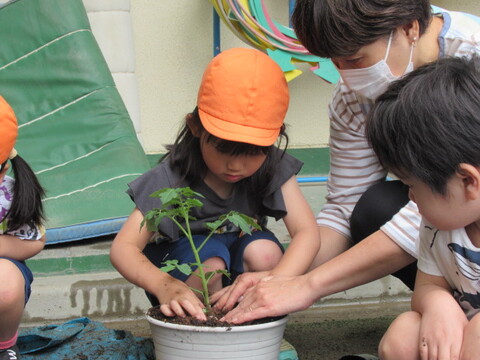苗植え年中
