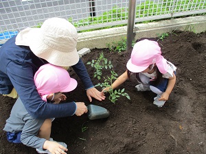 苗を植えているところ