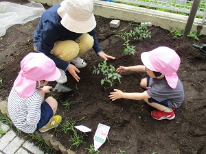 苗に土をかけているところ