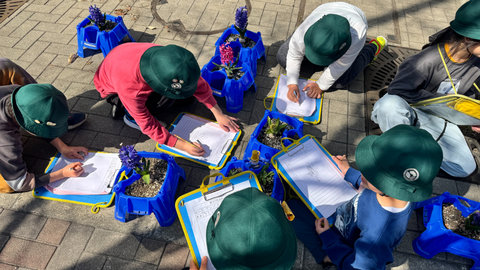 ヒヤシンスの観察の様子