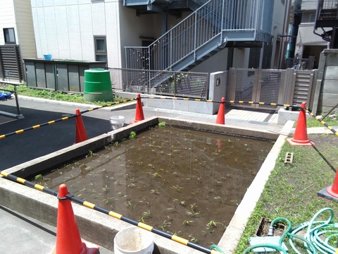 田植え