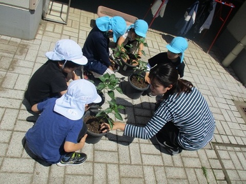 苗を植えてているとところ