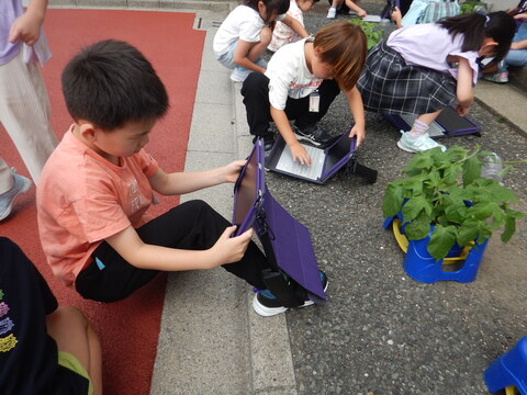 4月に種をまいた「あさがお」は、すくすくと育っています。生活科の学習では、タブレットを使ってあさがおの様子を画像に収め、教室でかんさつカードを記入しています。