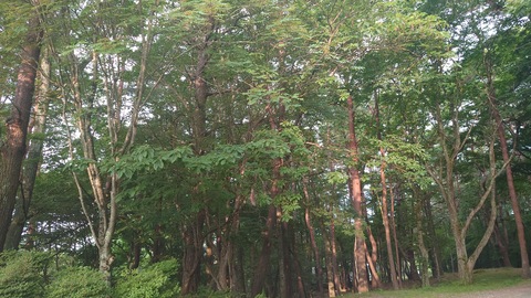 asanokesiki