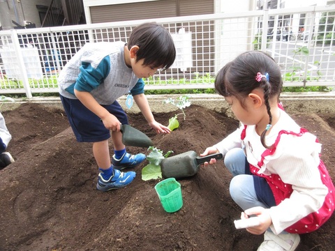 ブロッコリーをうえている