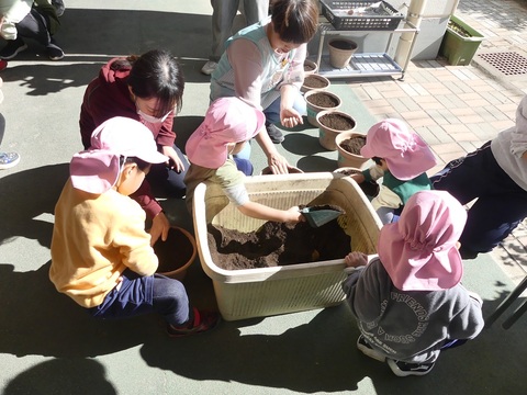 うさぎ組の球根植え