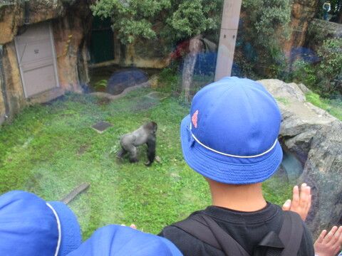 8zoo6