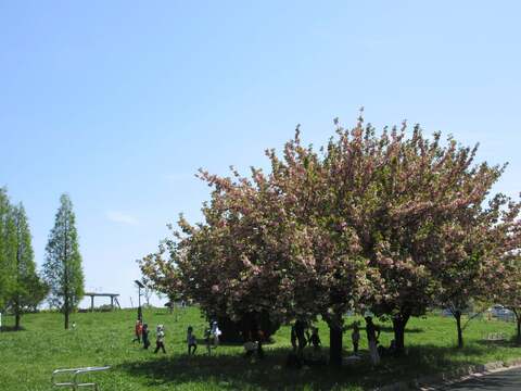 木の下に集まる