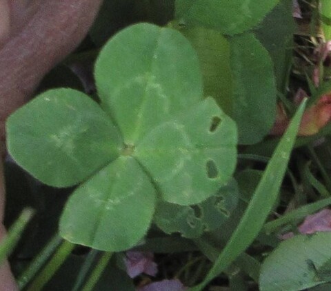 よつばのクローバー