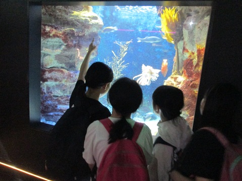 下田移動教室水族館