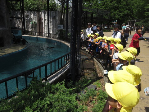 ペンギン