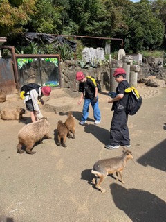 動物